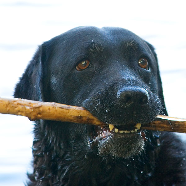 dog with stick